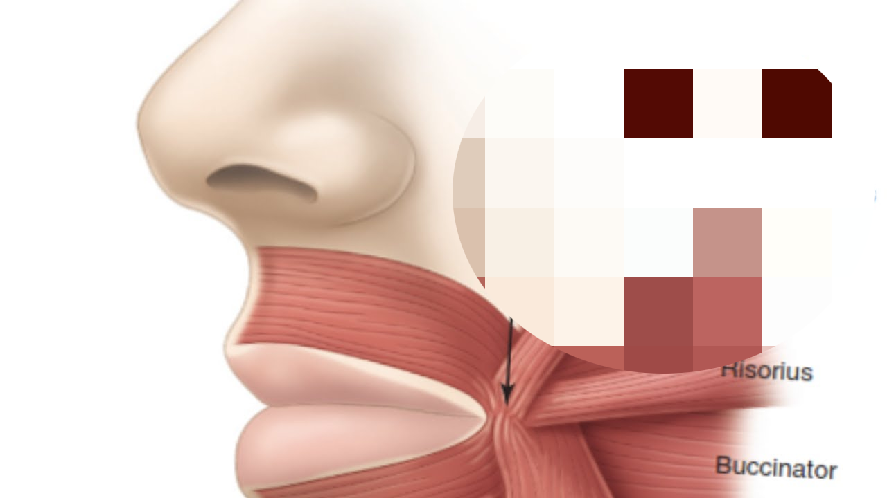 <p>the following picture is what extraoral landmark?</p>