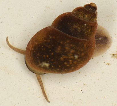 <p>Long, thin tentacles; shell opening covered with operculum when at rest; medium sized species</p>
