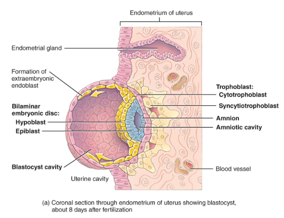 <p>hypoblast (primitive endoderm)</p><p>epiblast (primitive ectoderm)</p><p>bilaminar embryonic disc</p>