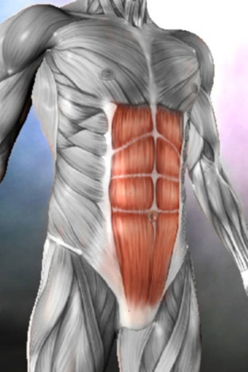 <p>Rectus Abdominis</p>