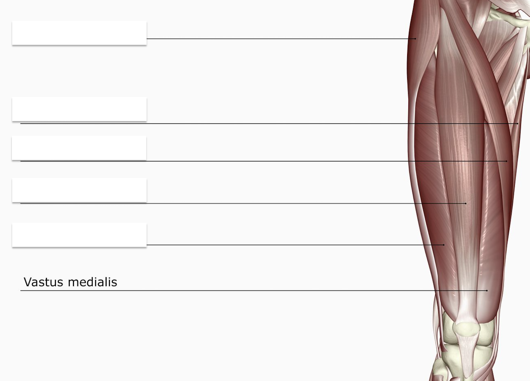 <p>The Inner (Medial) Bun </p>