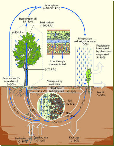 <p>The pathway of water moving continuously from the soil, through a plant, and into the atmosphere.</p>