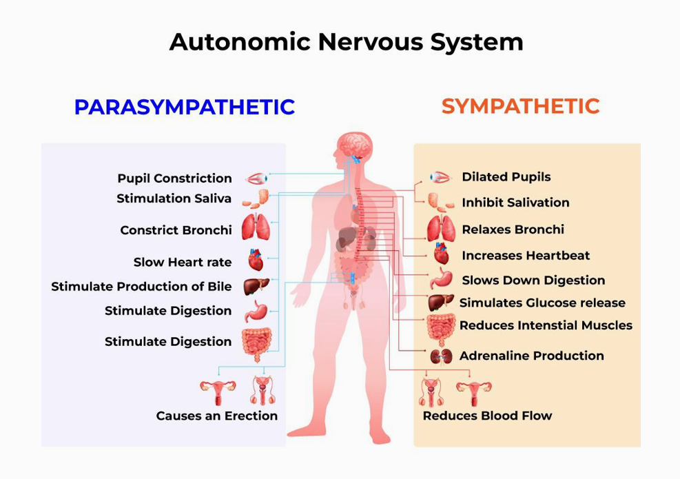 <p>1) <u>Parasympatisch ZS</u></p><ul><li><p>rest & digest</p></li></ul><p>2) <u>Sympatisch ZS</u></p><ul><li><p>flight, fight, freeze</p></li></ul><p></p>