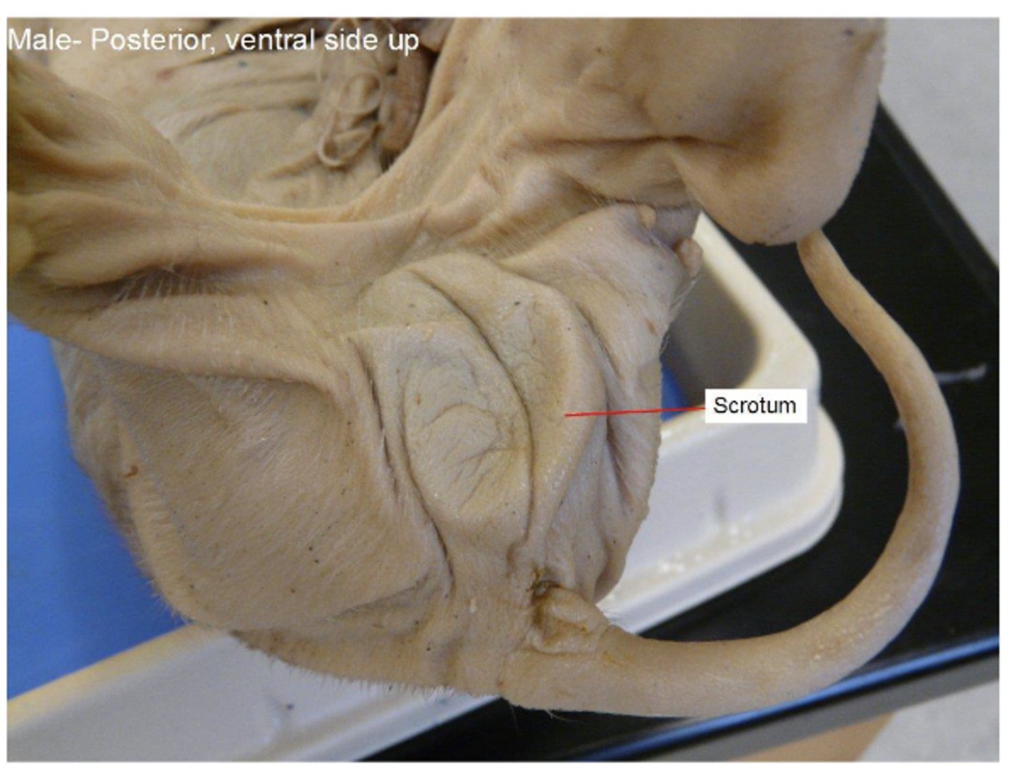 <p>thin skin that contains testes</p>