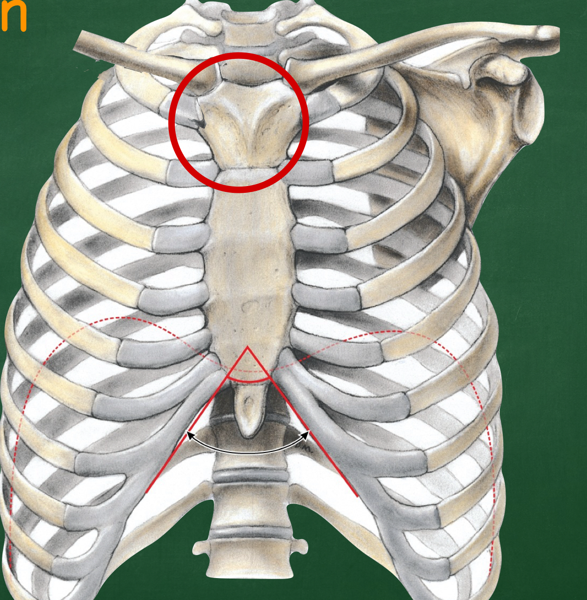 <p>Which part of the sternum is superior?</p>