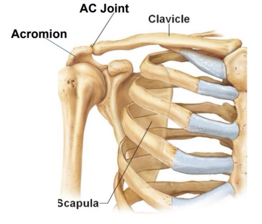 <p>name the joint and articulations</p>