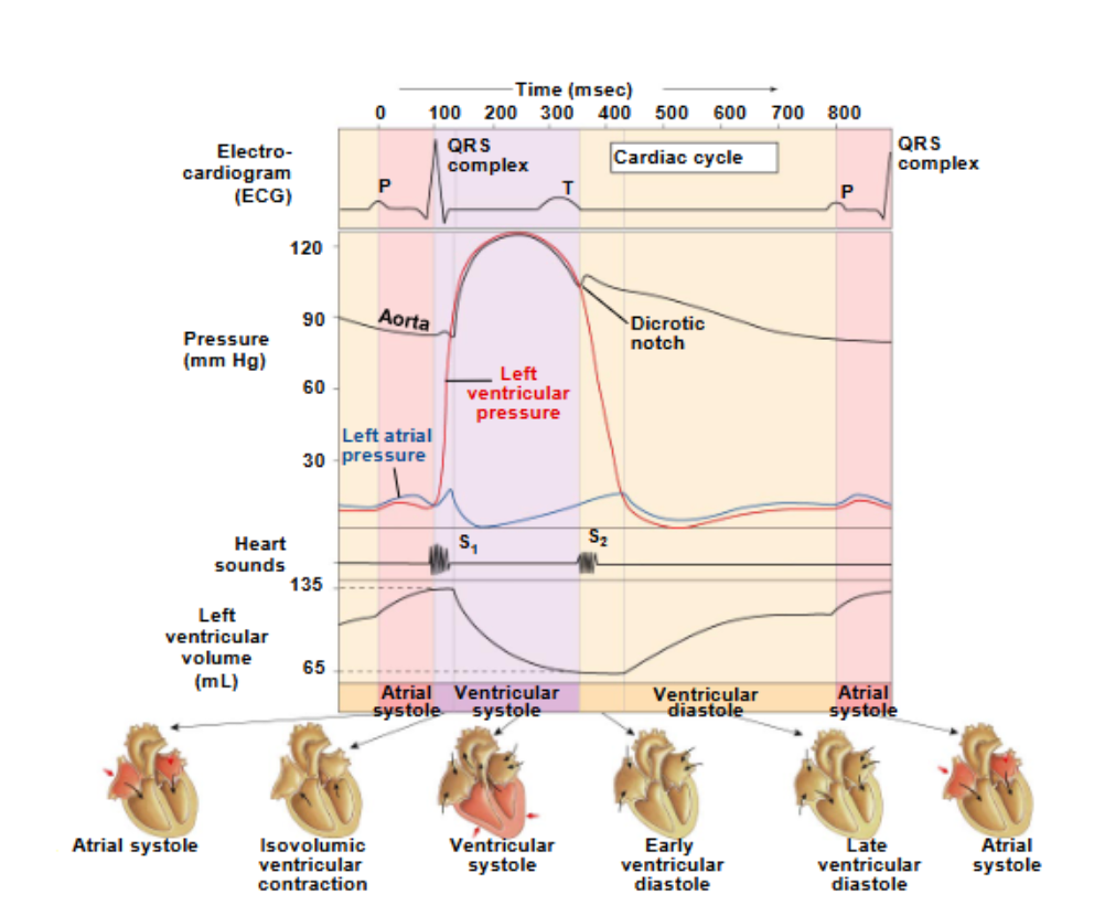 <ul><li><p>lowest vs highest point of pressure in the aorta </p></li></ul><p></p>