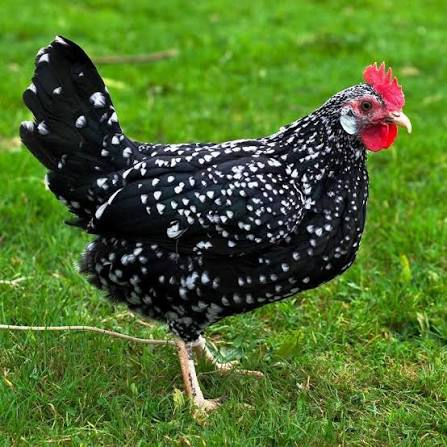 <p>identify</p>