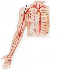 <p>Posterior & anterior circumflex humeral arteries.</p><p>Branch of axillary artery.</p>