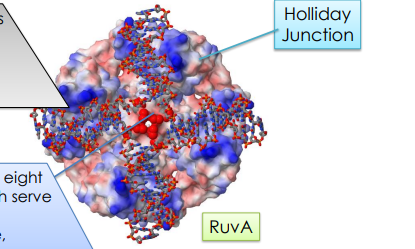 <p>DNA-binding protein that binds Holliday junctions with high affinity</p><ul><li><p>RuvA is a tetramer w/ four channels that are lined with basic AA residues that will <strong>bind to our Holliday Junction</strong></p></li><li><p>it has a <strong>central pin</strong> of eight acidic AA which serve to <strong>repel </strong>the negatively charged <strong>DNA </strong>backbone, which causes the DNA to <strong>not go to the center</strong> of the holiday junction </p></li></ul><p></p>