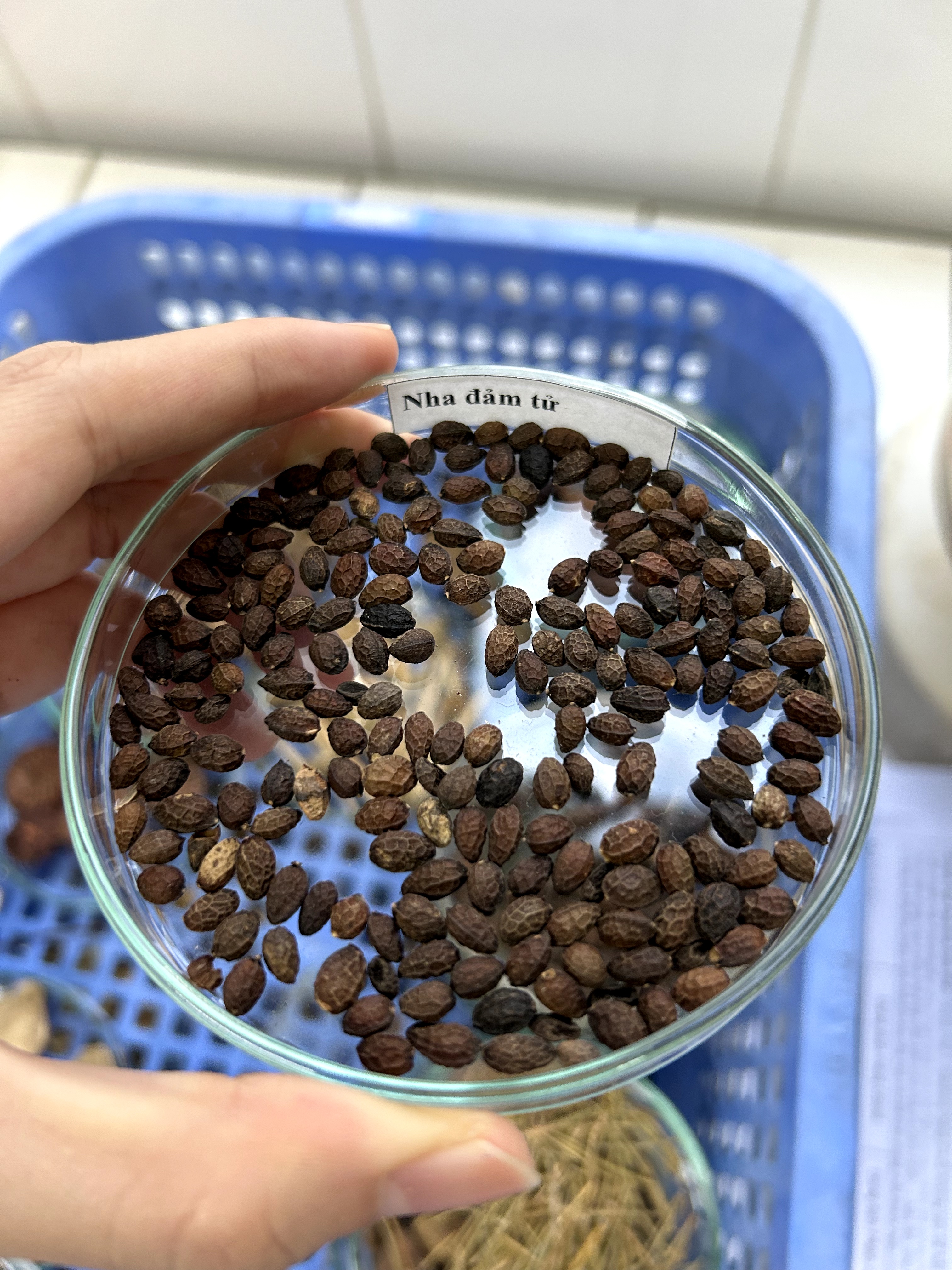 <p>nha đảm tử</p>