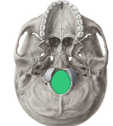 <p>giant hole for spine</p>
