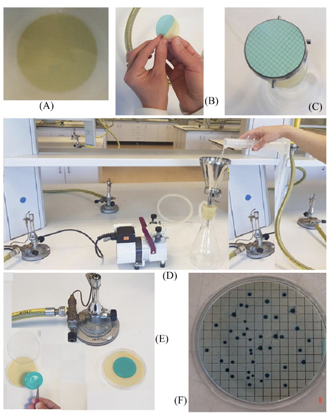 <p><strong>Membrane filtration is a quantitative technique in screening the safety of water samples,</strong><span style="color: green;"> i.e. used for food manufacturing or in beverages</span> by passing the sample through a membrane filter that captures bacteria, which are then transferred to culture media for growth and identification. </p><ul><li><p>allows for rapid results, i.e. within 24h when examining liquid samples for faecal bacterial contamination </p></li></ul><p></p>