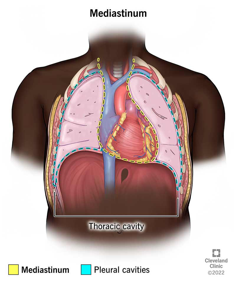<p><strong>Mediastinum</strong></p>