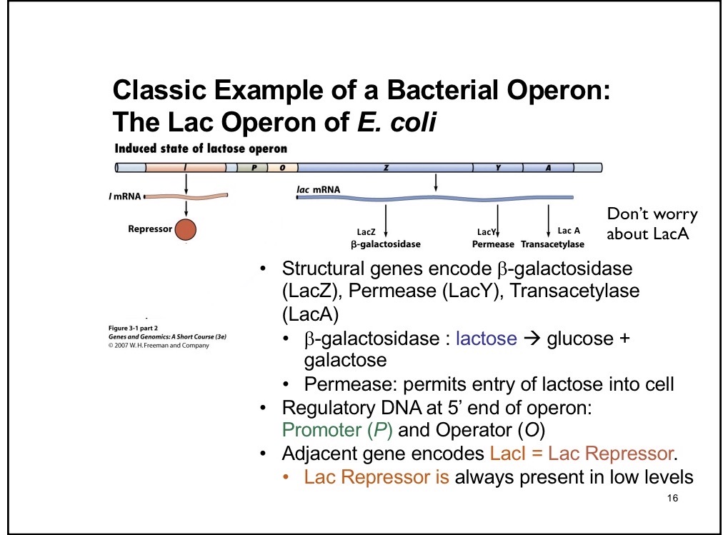 <p>Creates repressor</p><p></p>