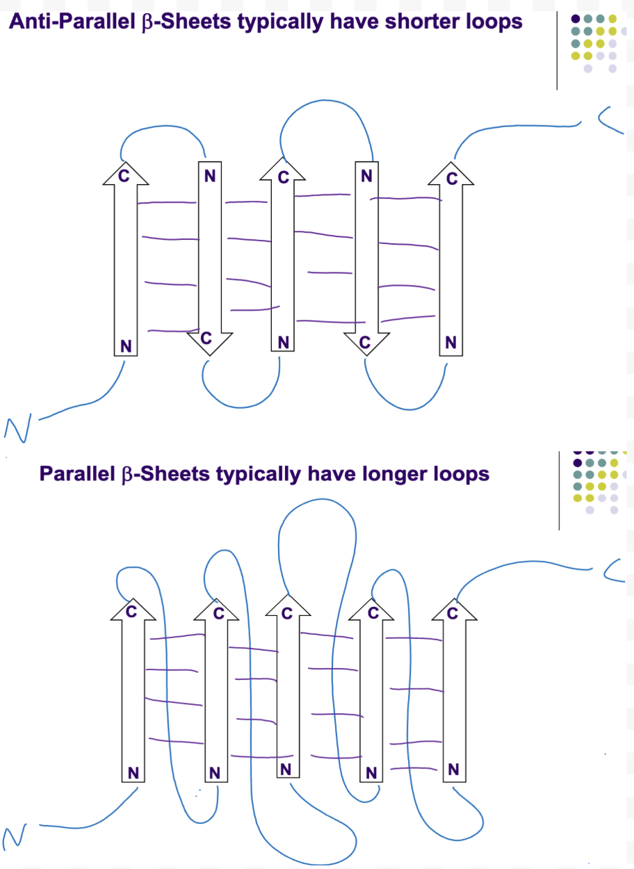 <p>Shorter, longer. Anti parallel beta sheets have the C terminus of one strand lined up with the N terminus of the next and thus only need to travel horizontal distance. Parallel beta sheets have the C terminus of one strand in the opposite vertical direction as the N terminus of the next and thus need to travel vertically and horizontally to reach the N terminus at the opposite end.</p>