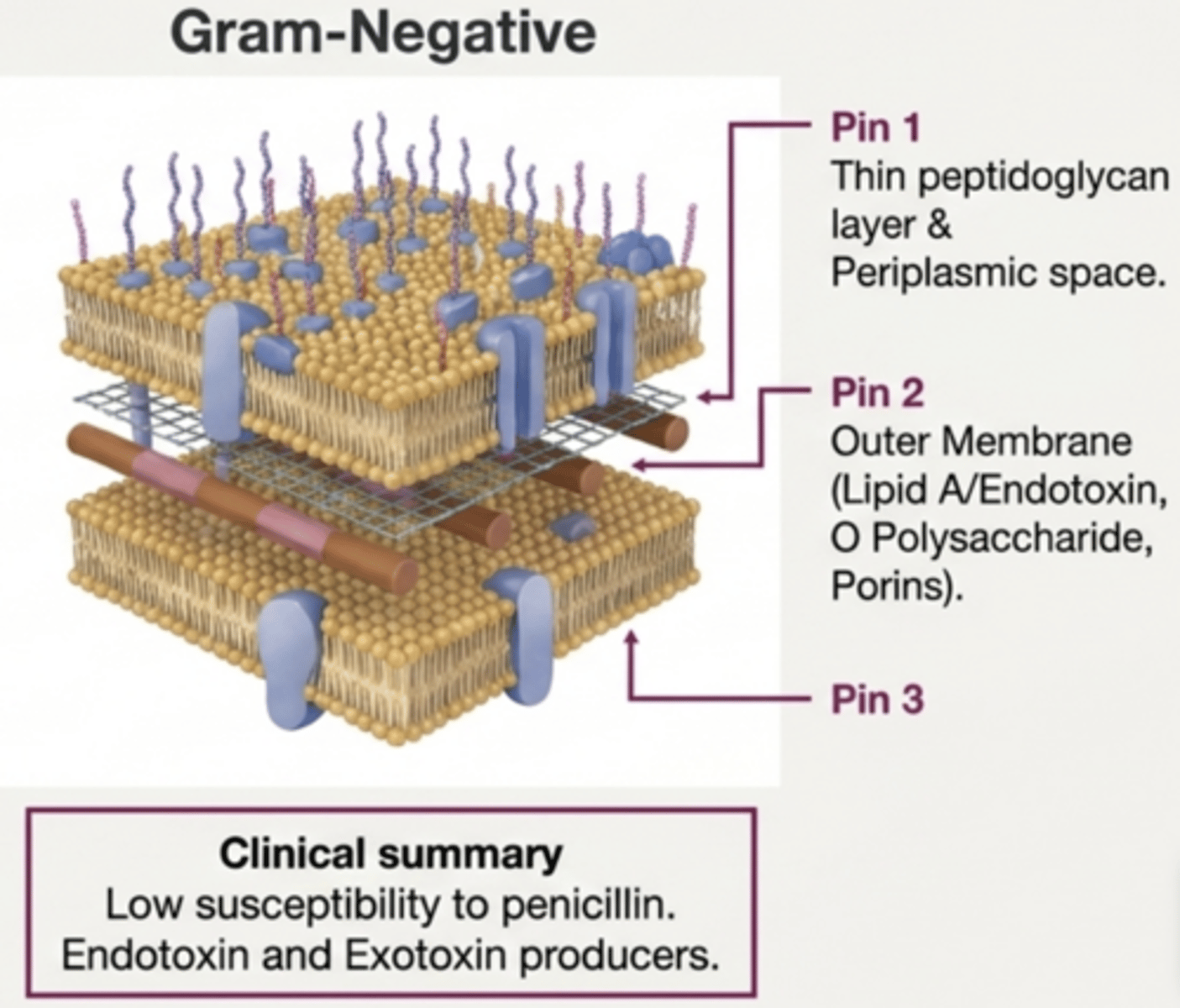 <p>A cell wall with a thin peptidoglycan layer, outer membrane, and periplasmic space.</p>