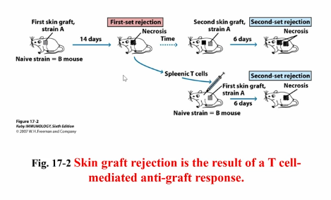 <p>Types:</p><ul><li><p>autograft (same individual)</p><ul><li><p>no requirement for protection, because your own cells are being transplanted</p></li></ul></li><li><p>syngeneic graft (genetically identical individuals)</p><ul><li><p>identical siblings</p></li><li><p>immune systems would be different</p></li><li><p>little to no immunosuppression required</p></li></ul></li><li><p>allograft (different MHC)</p><ul><li><p>more than likely to have different MHC</p></li></ul></li><li><p>Xenograft (cross-species)</p><ul><li><p>pig organs and human organs are similar sizes</p></li><li><p>genetically engineering to prevent triggering of immune responses</p></li></ul></li></ul><p></p><p>Challenges to Organ Transplantation:</p><ol><li><p>Blood types</p></li><li><p>MHC → major histocompatibility complexes</p></li><li><p>Minor histocompatibility complexes</p></li></ol><p></p><p>*mostly T cell mediated → CD4+ T cells most important for initiating graft rejection</p><ul><li><p>Direct Recognition → T cells recognize foreign MHC cells as alloreactivity; recognize resident APC within the graft</p></li><li><p>Indirect Recognition → own APC migrate into tissue and present foreign antigens on self-MHC molecules (MHC proteins presented themselves)</p></li></ul><p></p>