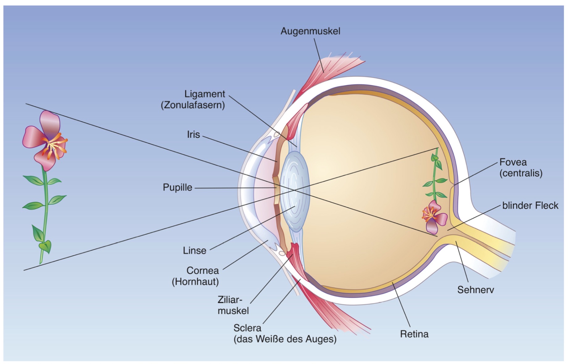 <ul><li><p>Das Abbild aus der Realität ist auf uneserer Fovea: zweidimensional, spiegelverkehrt und Kopfüber abgebildet</p></li></ul><p></p>