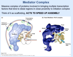 <p>Mediator acts as a bridge between activators and RNA Polymerase II, facilitating the initiation of transcription.</p>