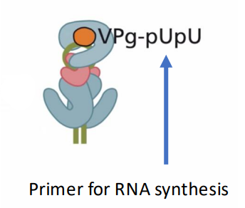 <ol><li><p>Two 3CD protein complexes join to the stem of Cre</p></li><li><p>an additional 3D protein joins to the Cre loop</p></li><li><p>VPg binds with primarily A-U nucleotide pairing to loop</p></li><li><p>Two Uracils synthesized on VPg giving primer function</p></li></ol><p></p>