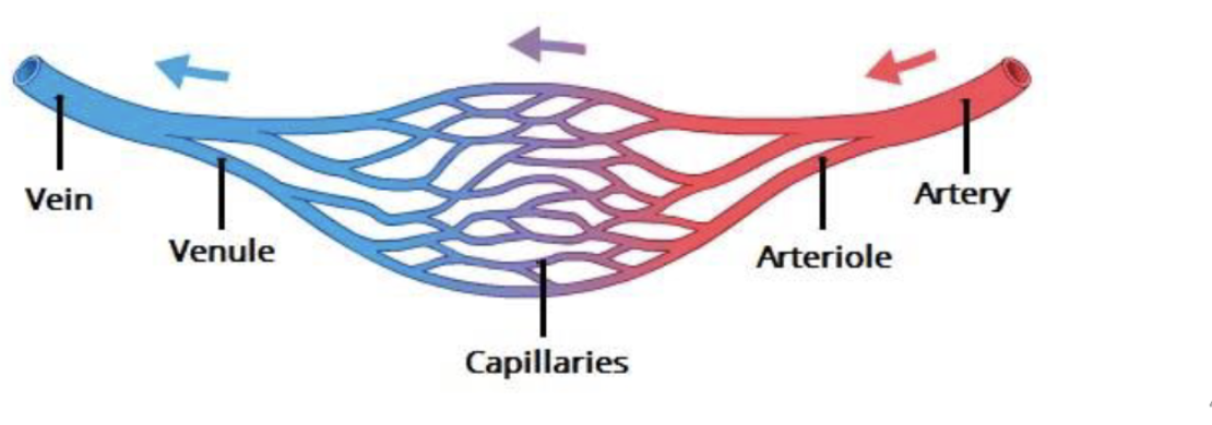 <p><strong>Arteries:</strong></p><ul><li><p>carry blood <strong>AWAY </strong>from heart</p></li></ul><p></p><p><strong>Capillaries </strong></p><ul><li><p>site for <strong>O2 diffusion</strong></p></li></ul><p></p><p><strong>Veins</strong></p><ul><li><p>carry blood <strong>TO </strong>from heart</p></li></ul><p></p>