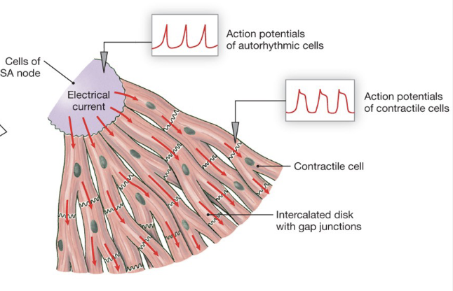 <p>How Does the Heart Pump?</p>