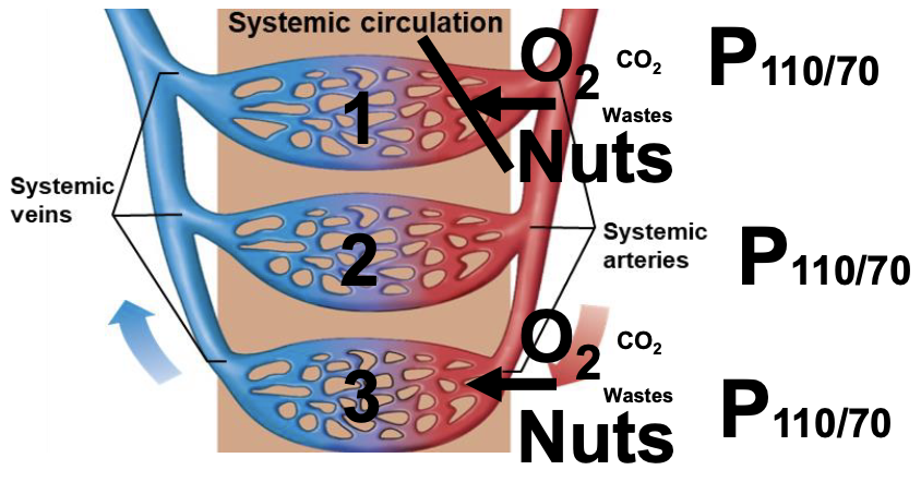 <ul><li><p>most beds are in parallel because this means equal amounts of O2, nutrients and waste go through the capillaries </p></li><li><p>in series the capillary at the end would have barely any nutrients and be mostly wastes </p></li></ul><p></p>
