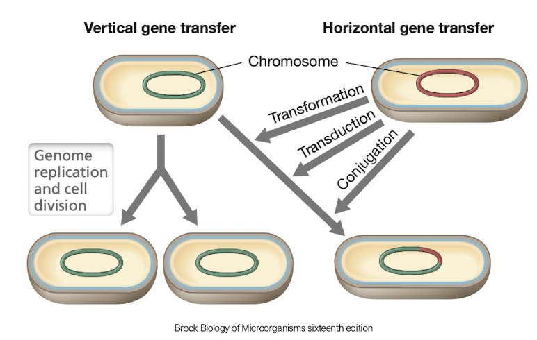 <p>Horizontal Gene Transfer (HGT) refers to the process by which bacteria exchange genetic material, including antibiotic resistance genes, through mechanisms such as <strong>transformation, transduction, and conjugation:</strong></p><p><strong>• Conjugation:</strong> plasmids + conjugation pilli ‘sex pili’</p><p><strong>• Transformation</strong>: free DNA</p><p>• <strong>Transduction:</strong> bacteriophages (virus) transfer genes, often stress genes</p><img src="https://assets.knowt.com/user-attachments/596a5b4f-0761-4e6f-a41d-912c7206f592.png" data-width="100%" data-align="center"><p></p>