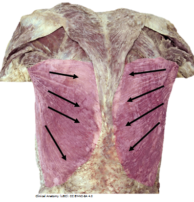 <p>What’s the OIAN of this muscle</p>