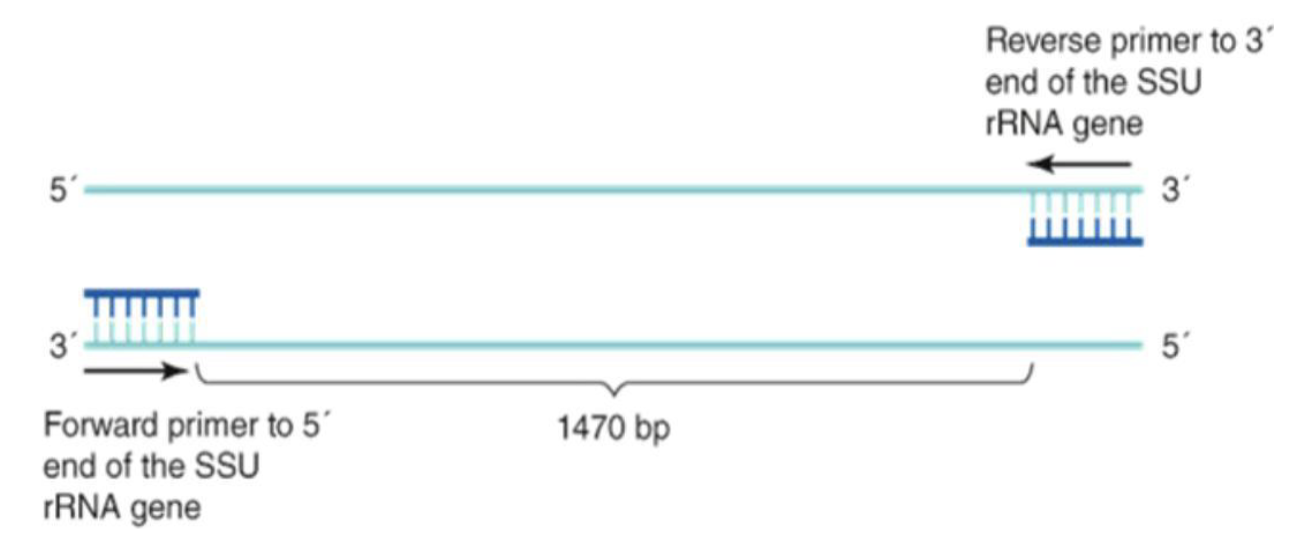 <ul><li><p>Can determine phylogenetic relationships between organisms by using universal genes like SSU rRNA</p></li><li><p>Universal primers can be used that bind to conserved sequences in many organisms</p></li></ul><p></p>