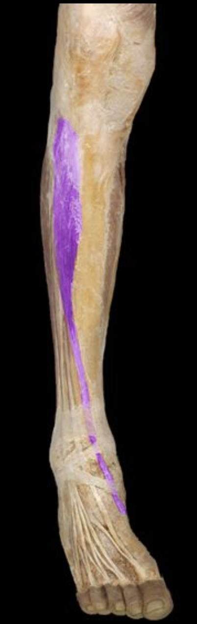 <p>RIiht next to the tibia (Goes to foot)</p>