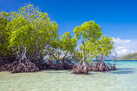 <p><span><strong>a </strong></span>tropical<span><strong> </strong></span>tree<span><strong>, </strong></span>found<span><strong> near </strong></span>water<span><strong>, whose </strong></span>twisted<span><strong> </strong></span>roots<span><strong> </strong></span>grow<span><strong> </strong></span>partly<span><strong> above </strong></span>ground<span><strong>:</strong></span></p><p></p>