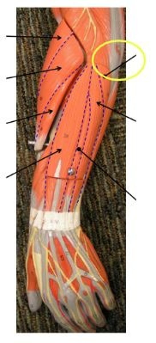 <p>extension of elbow</p>