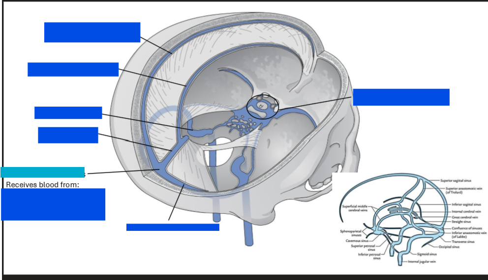 <p>Label tis diagram of the veins</p>