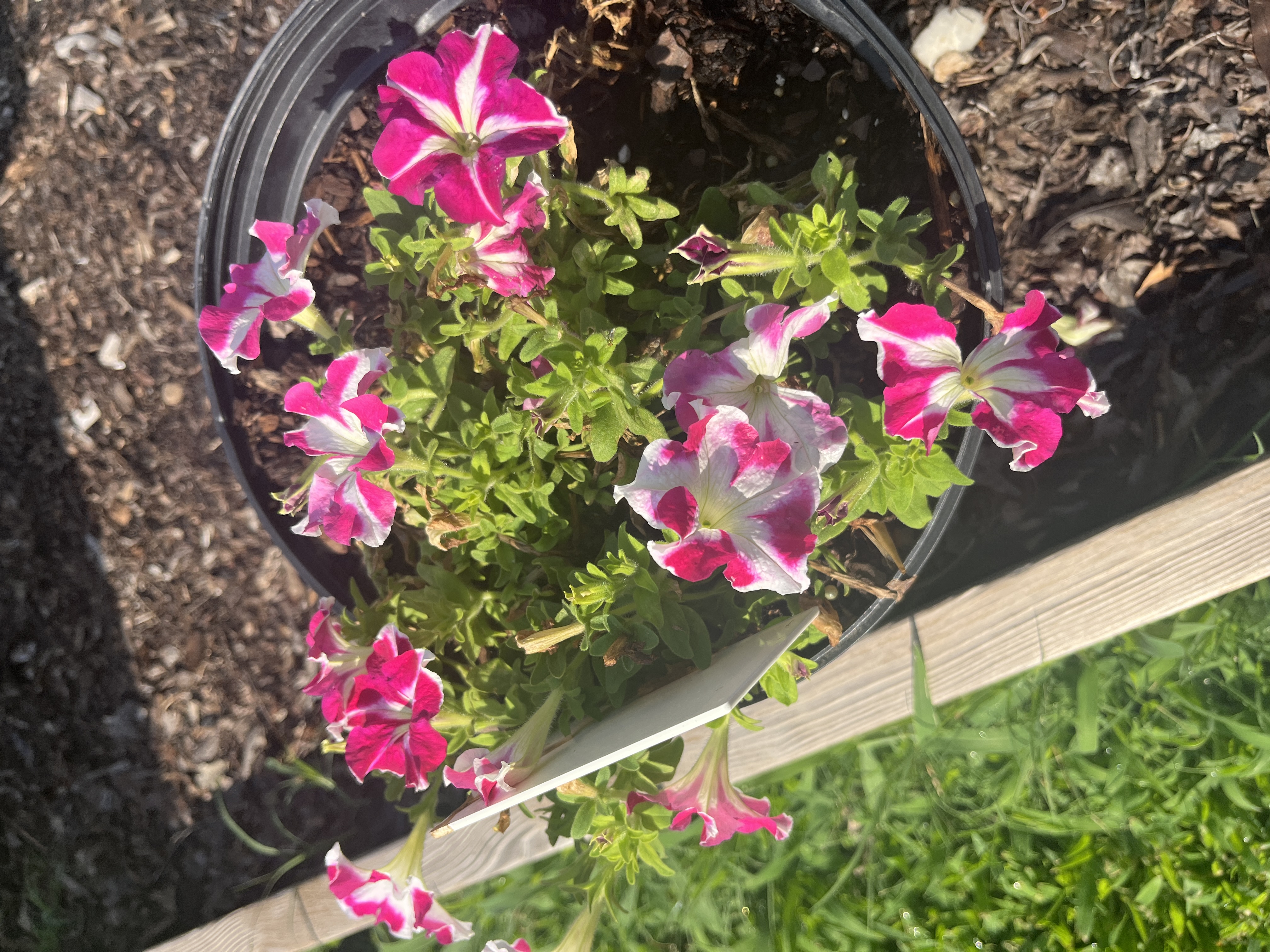 <p>Petunia x hybria</p>