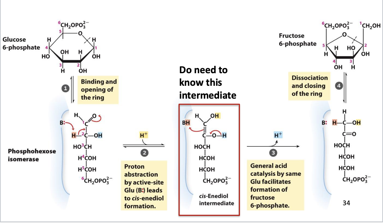 <ul><li><p>Enediol</p></li><li><p>Formed through acid-base catalysis</p></li></ul><p></p>