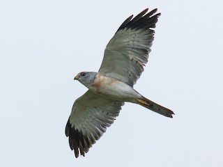 <p>Chinese Sparrowhawk</p>