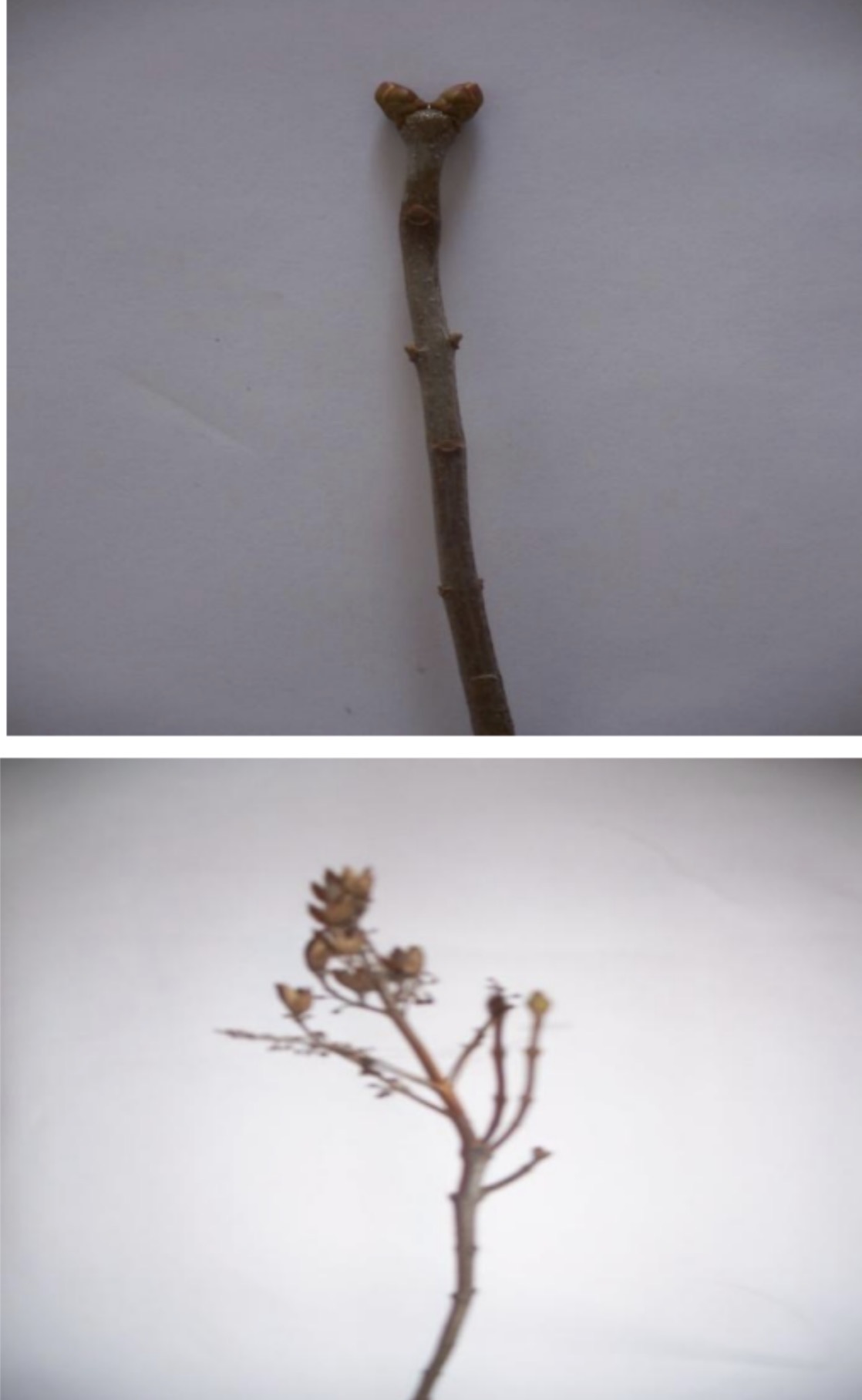 <p>What is this branch?</p>