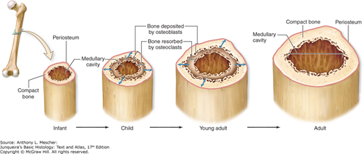 <p>Width growth occurs by:</p><ul><li><p>Appositional growth</p></li></ul><p> Mechanism: </p><ul><li><p>Osteoblasts add bone beneath periosteum</p></li><li><p>Osteoclasts remove bone internally</p></li></ul><p>Result:</p><ul><li><p>Increased diameter</p></li><li><p>Enlarged marrow cavity</p></li><li><p>Stronger bone without excessive weight</p></li></ul><p></p>