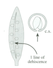 <p>one line of dehiscence</p>
