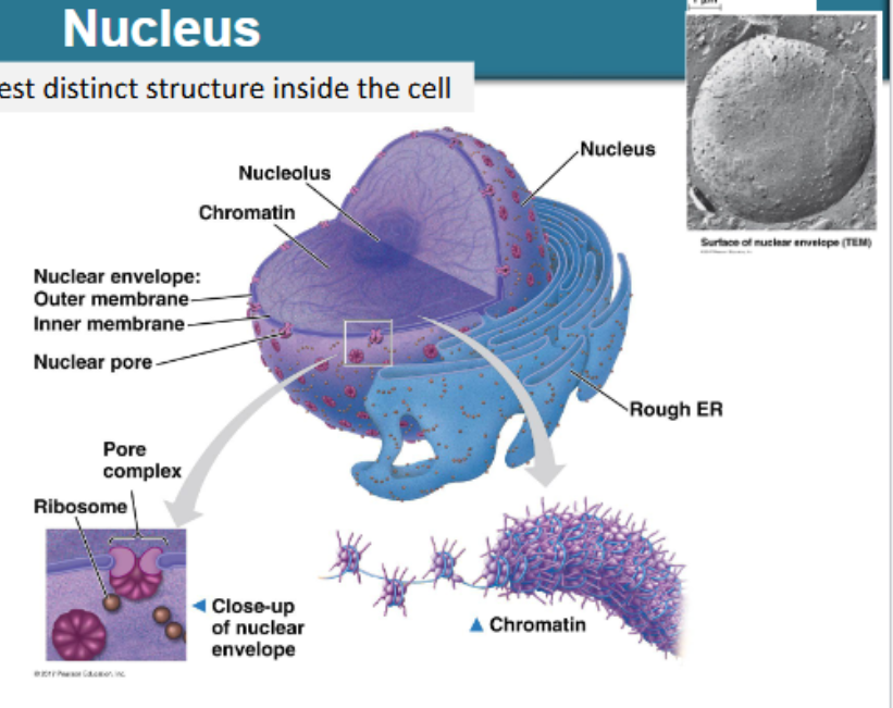 <ul><li><p>largest distinct structure inside the cell</p></li><li><p>enclosed by double lipid bilayer called nuclear envelope, continuous with rough ER</p></li><li><p>entry and exit through nuclear pores</p></li><li><p>nucleolus: rRNA production, assembly of small and large subunits of ribosomes</p></li><li><p>functions:</p><ul><li><p>to house/protect DNA</p></li><li><p>make RNA</p></li><li><p>pores regulate movement of substances (e.g. protein and mRNA) in and out </p></li><li><p>molecule segregation to allow temporal and spatial control of cell function</p></li></ul></li></ul><p></p>
