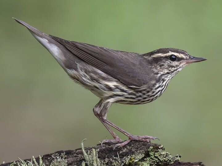 <p>northern waterthrush </p><p><strong>yellow wash</strong> all over <br>dark back <br>white underside w/ streaking <br>white supercillium</p>