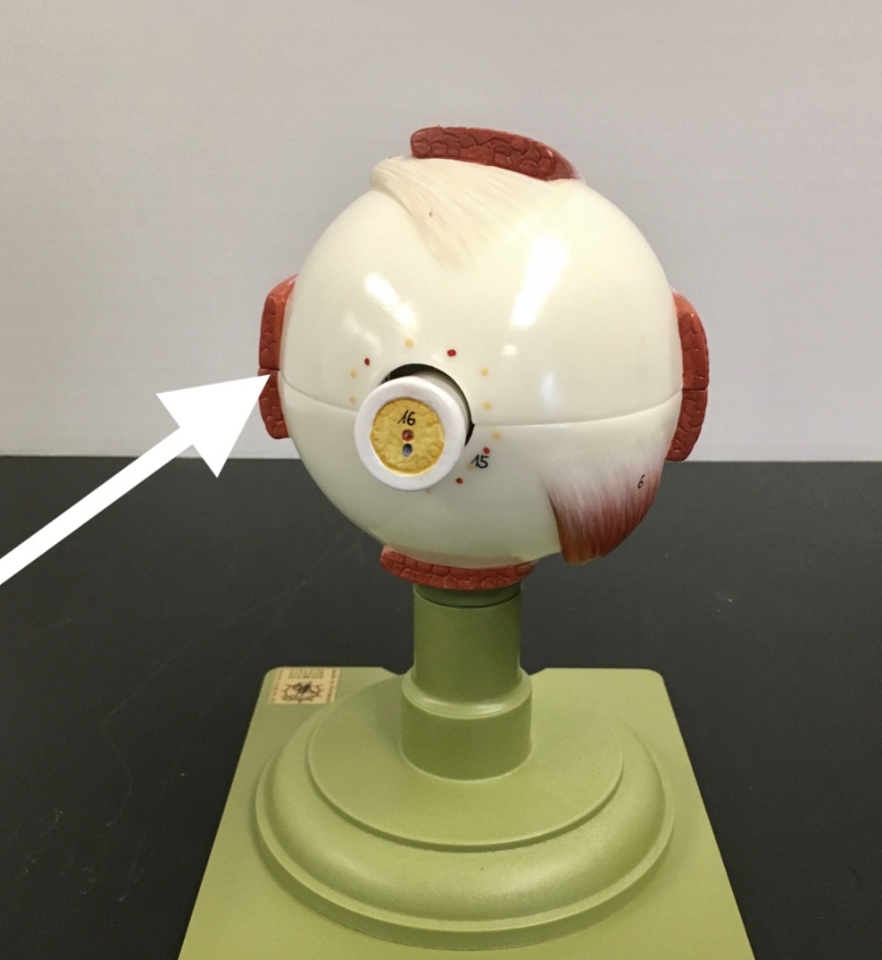 <p><span>name the specific structure at the end of the arrow's point</span></p>