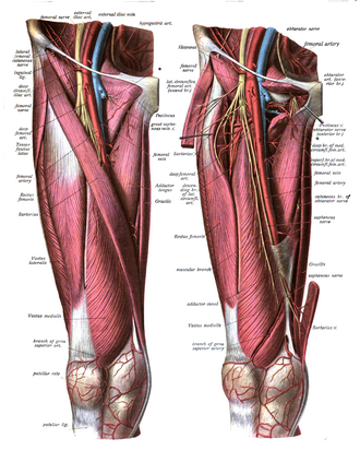<p>Thigh.</p>