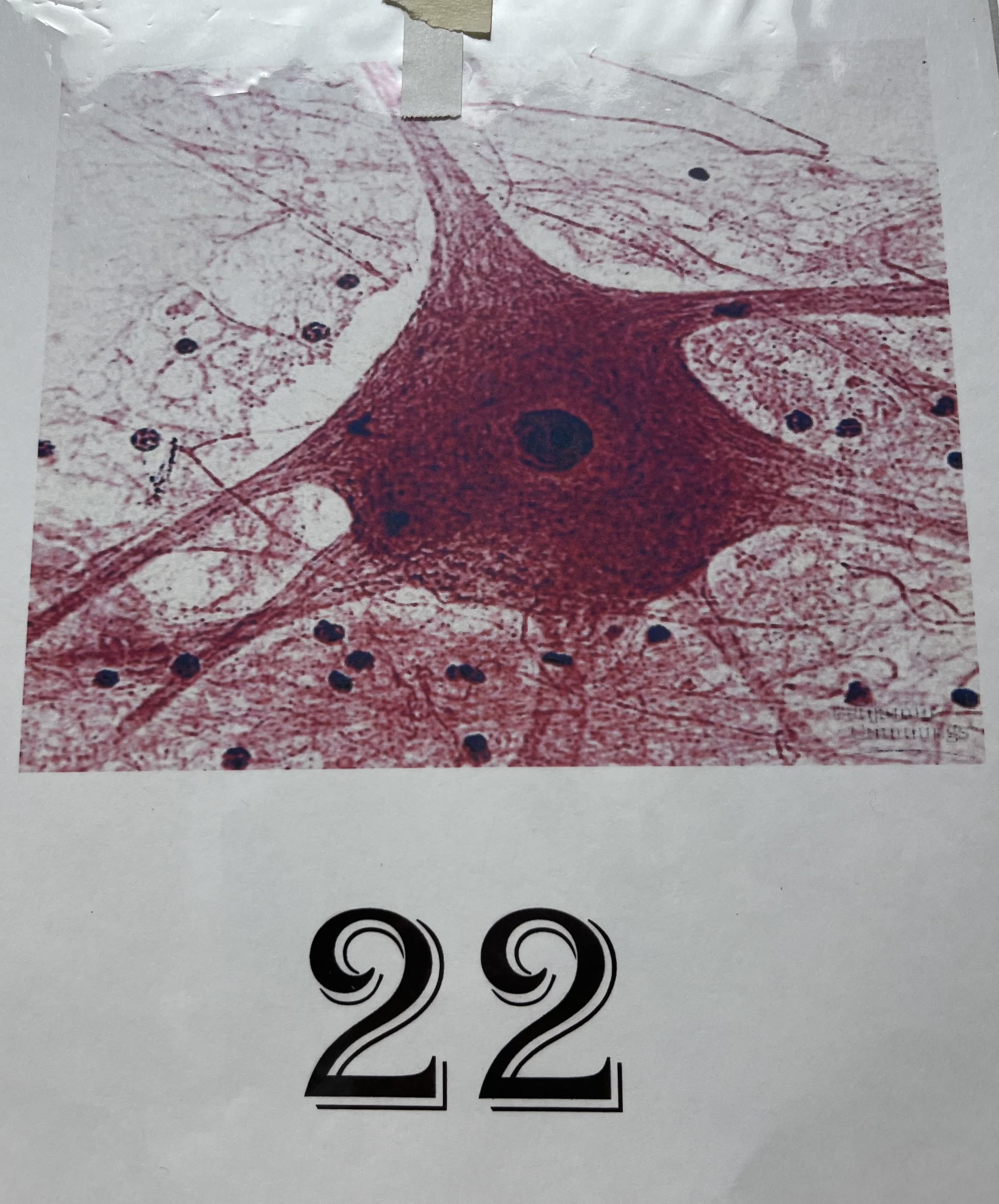 term image