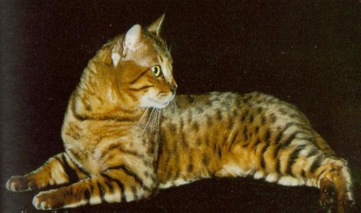 <p>A cat with a wild-looking spotted or marbled coat, resembling a small leopard</p>