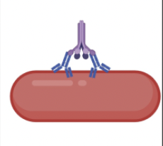 <p><span>Process where C1q binds to antibody-antigen complexes (mainly IgM or IgG subclasses) on pathogens, initiating a protease cascade</span></p>