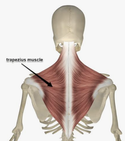 <p>actions:</p><ul><li><p>scapula rotation during abduction of humerus above horizontal</p></li><li><p>fibers:</p><ul><li><p>superior - elevate</p></li><li><p>middle adduct</p></li><li><p>inferior: depress</p></li></ul></li></ul><p></p><p>innervation:</p><ul><li><p>spinal accessory (motor)</p></li><li><p>c3-c4 (proprioception)</p></li></ul><p></p>