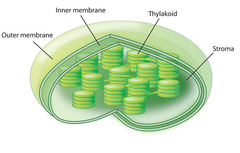 <p>organelle that converts solar energy to sugar; makes plants green because they contain chlorophyll; site of photosynthesis; found in plant cells (and some bacteria) only</p>